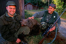 European Brown bear 208 kg male shot by hunters, Halsingland, Sweden.