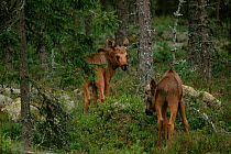 Moose twin calves {Alces alces} Varmland, Sweden.
