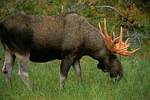 Bull Moose grazing {Alces alces} Sarek National Park, Lapland, Sweden