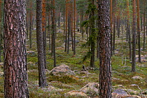 Scots pine and Norway spruce in boreal timber forest, Halsingland, Sweden.