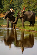 Mahouts take Indian elephants to river after days work, Bandhavgarh NP. India