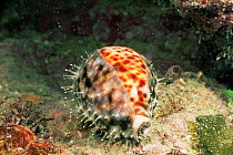 Tiger cowrie on seabed {Cypraea tigris} with mantle partially extended, Vitu Island, Papua New Guinea.