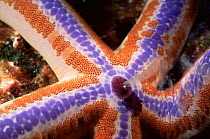 Sea star {Phataria unifascialis} expelling waste, Galapagos