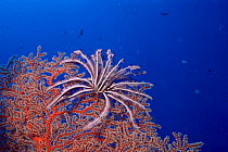 Silver crinoid {Cenometra bella} on gorgonian coral, Palau, Micronesia
