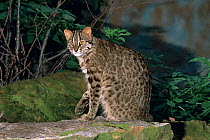 Amur leopard cat {Prionailurus bengalensis euptailura} male, captive, Critically endangered
