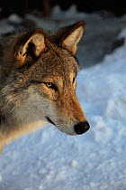 European Grey wolf portrait {Canis lupus} captive, Russia