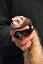 Domestic ferret carefully held by keeper {Mustela putorius furo} UK