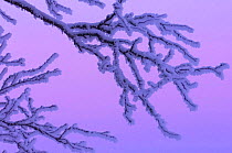 Birch twig frozen in arctic -40C, Lapland, Sweden.