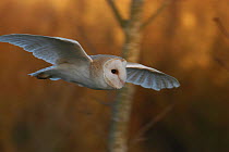 Barn Owl {Tyto Alba} in flight. Captive.