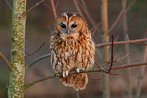 Captive Tawny owl {Strix aluco} perched on a tree. UK