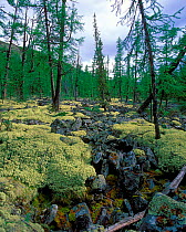 Reindeer moss {Cladonia rangiferina} growing by stream above Lake Baikal, Russia.
