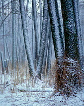 Snow covered Alder {Alnus glutinosa} grove in the Bryansky Les Zapovednik, Russia.