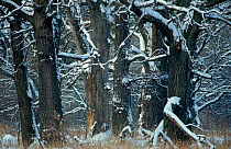 A fresh coating of snow covers oaks {Quercus robur} in Bryansky Les Zapovednik, Russia.
