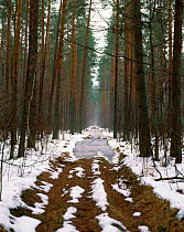 Snow covered logging road in Bryansky Les Zapovednik, Russia.