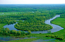 Floodplain, Nerussa Desnyanskoye Polesye Biosphere Reserve, Russia.