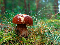 Cep mushroom {Boletus edulis} Bryansky Les Zapovednik, Russia.