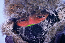 Tourist wrapped up against midwinter cold, Lapland, Sweden, -40C. Vindelfjallen NR
