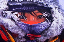 Tourist wrapped up for Dogsledging in midwinter Lapland, Sweden, -40C.