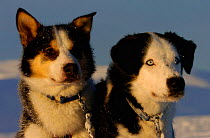 Dogs for Dogsledging arctic, Vindelfjallen NR, Lapland, Sweden,