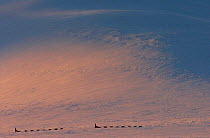 Dog-sledging in midwinter Arctic light, Vindelfjallen NR, Lapland, Sweden, -40C