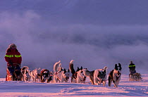 Dog-sledging in midwinter Arctic light, Vindelfjallen NR, Lapland, Sweden, -40C