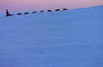Dogsledging in midwinter Arctic light, Vindelfjallen NR, Lapland, Sweden, -40C