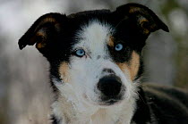 Dog for Dogsledging arctic, Vindelfjallen NR, Lapland, Sweden,
