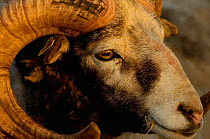 Ram of the ancient, endemic Gotland sheep breed, Gotland, Sweden {Ovis aries}