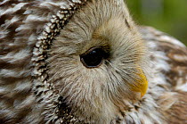 Ural owl {Strix uralensis} portrait, Vastmanland, Sweden.
