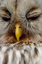 Close-up of Ural owl {Strix uralensis} with eyes closed, Vastmanland, Sweden.