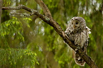 Ural owl {Strix uralensis} in tree, Vastmanland, Sweden.