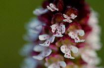 Close-up of Burnt tip orchid {Neotinea ustulata}, Gotland, Sweden.