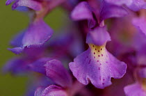 Close-up of Early-purple orchid, {Orchis mascula}, Gotland, Sweden.