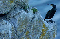Cormorant {Phalacrocorax carbo} perched on rock, Gotland, Sweden.