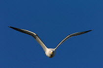 Lesser black-backed gull {Larus fuscus} flying, Gotland, Sweden.