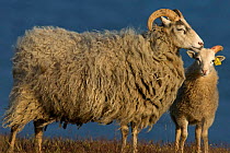 Gotland sheep mother + lamb, Stora Karls Island, Gotland, Sweden.