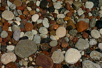 Pepples on beach, Stora Karls Island, Gotland, Sweden.