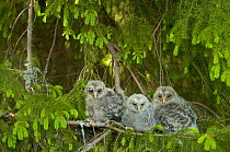 Three Ural owl {Strix uralensis} chicks in tree, Vastmanland, Sweden.