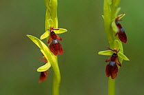 Fly Orchid {Ophrys insectifera}, Sweden.