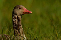 Portriat of Greylag goose {Anser anser}, Lake Takern Reserve, Sweden.