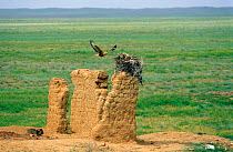 Long legged buzzard at nest in ruins of sheep farm, Cherniye Zemly Zapovednik, Russia.