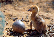 Newly hatched Demoiselle crane chick next to unhatched egg, Russia.