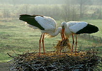 White storks {Ciconia ciconia} place manure in nest to incubate eggs, Russia. Bryanksy