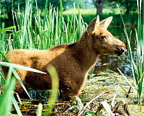 Baby moose {Alces alces} seeks shelter from mosquitoes in swamp, Bryansky Les Zapovednik, Russia.