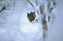 Wild Grey Wolf pair in snow, Kavkazsky Zapovednik, Caucasus Mountains, Russia.