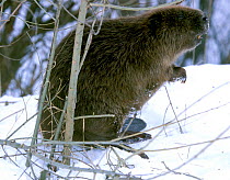 Eurasian beaver {Castor fiber} sitting in snow, Russia.