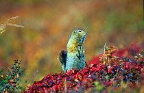 Parry's Ground squirrel / Arctic souslik {Spermophilus parryi} Kronotsky Zapovednik, Russia.