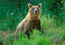 Kamchatka Brown bear (Ursus arctos beringianus) in grass, Kamchatka, Kronotsky Zapovednik, Russia.