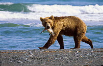 Kamchatka Brown bear (Ursus arctos beringianus) walking with with salmon prey, Koryaksky Zapovednik, Russia.