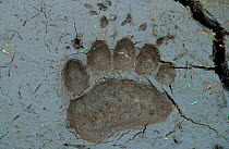 Kamchatka Brown bear (Ursus arctos beringianus) footprint in mud, Koryaksky Zapovednik, Russia.